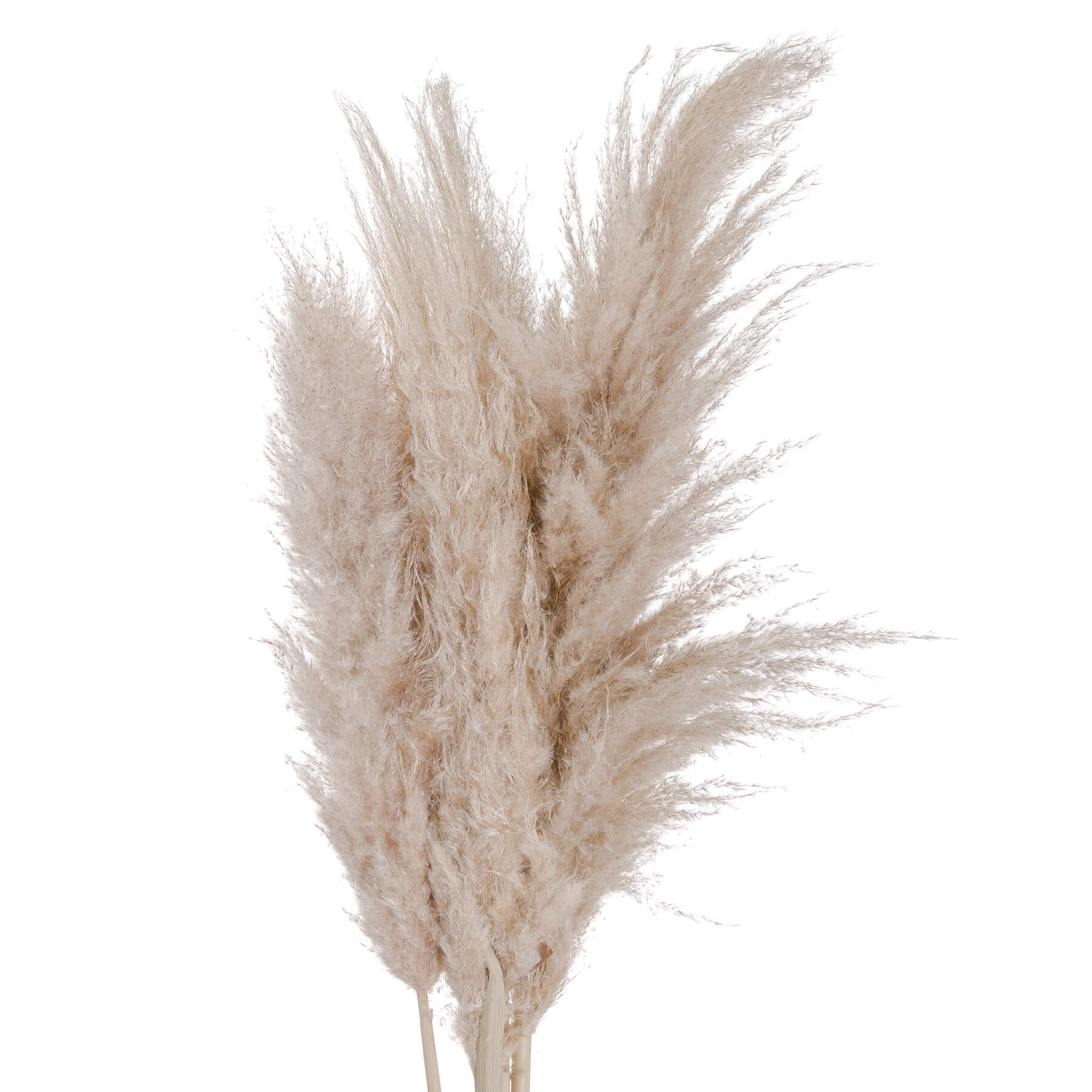 Natural cream dried pampas grass stem, 110 cm tall, for organic home dÃ©cor in stoneware vases or arrangements. by RoomLondon at brixbailey.com