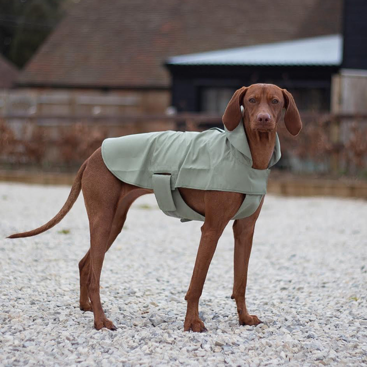 Adjustable Thin Coat in Green