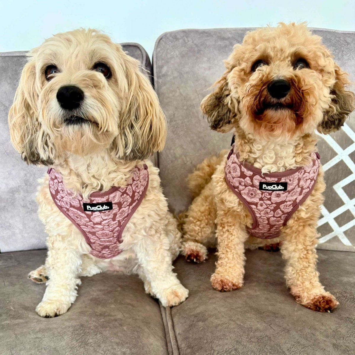 Mocha Petals Adjustable Dog Harness