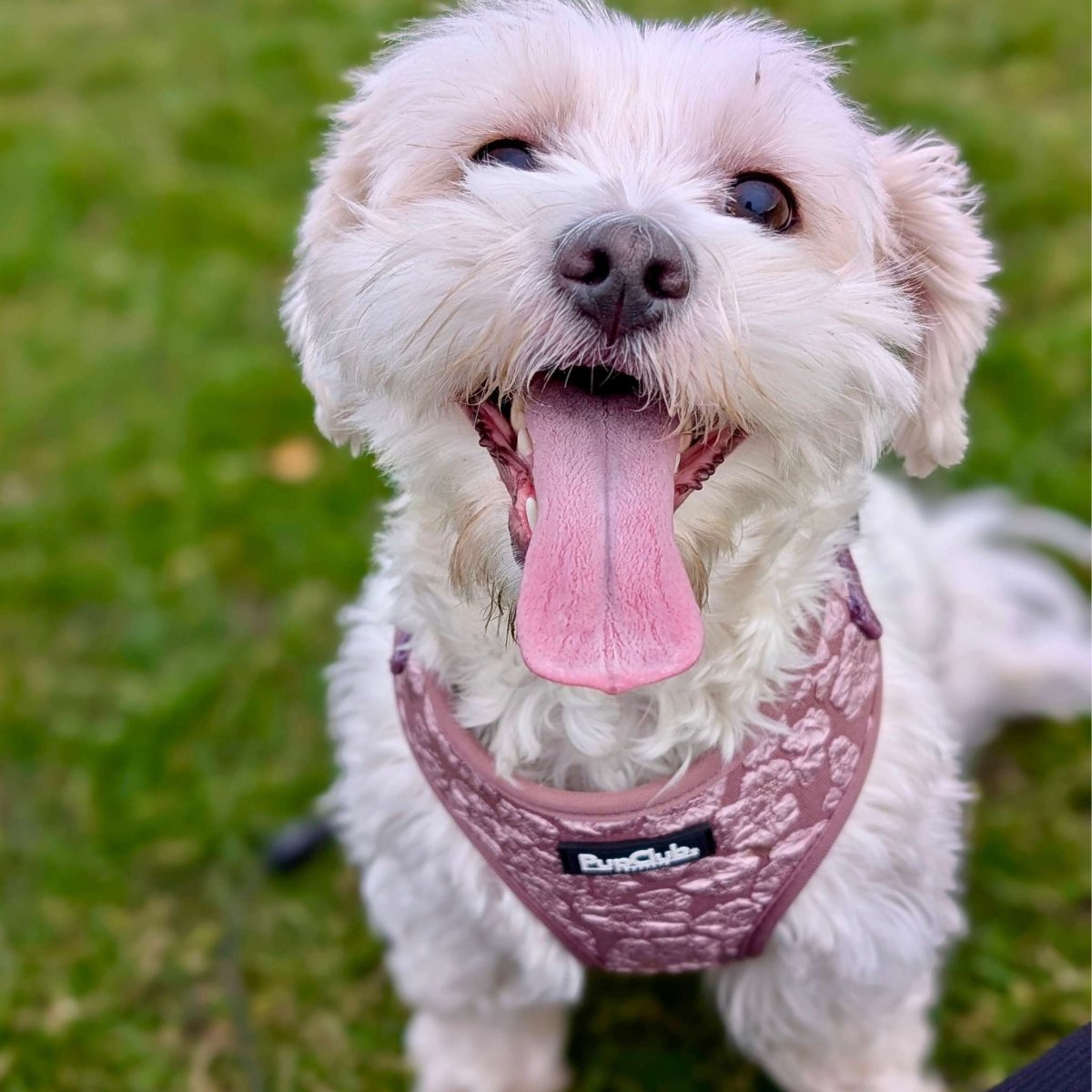 Mocha Petals Adjustable Dog Harness