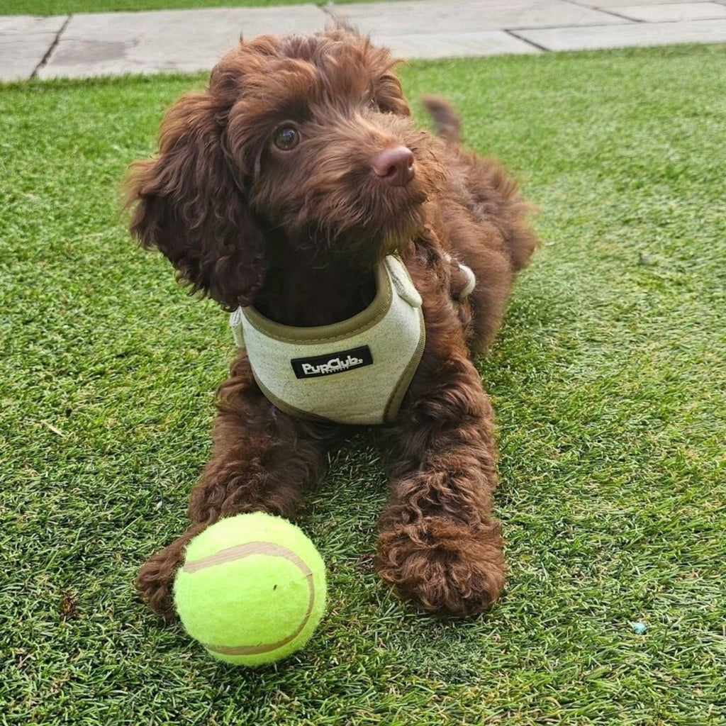 Tweed Adjustable Harness in Sage