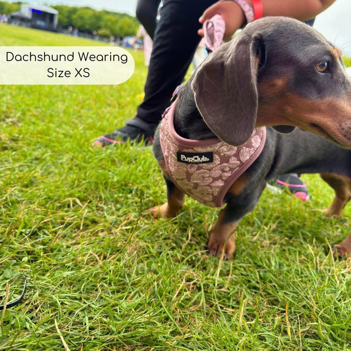 Mocha Petals Adjustable Dog Harness