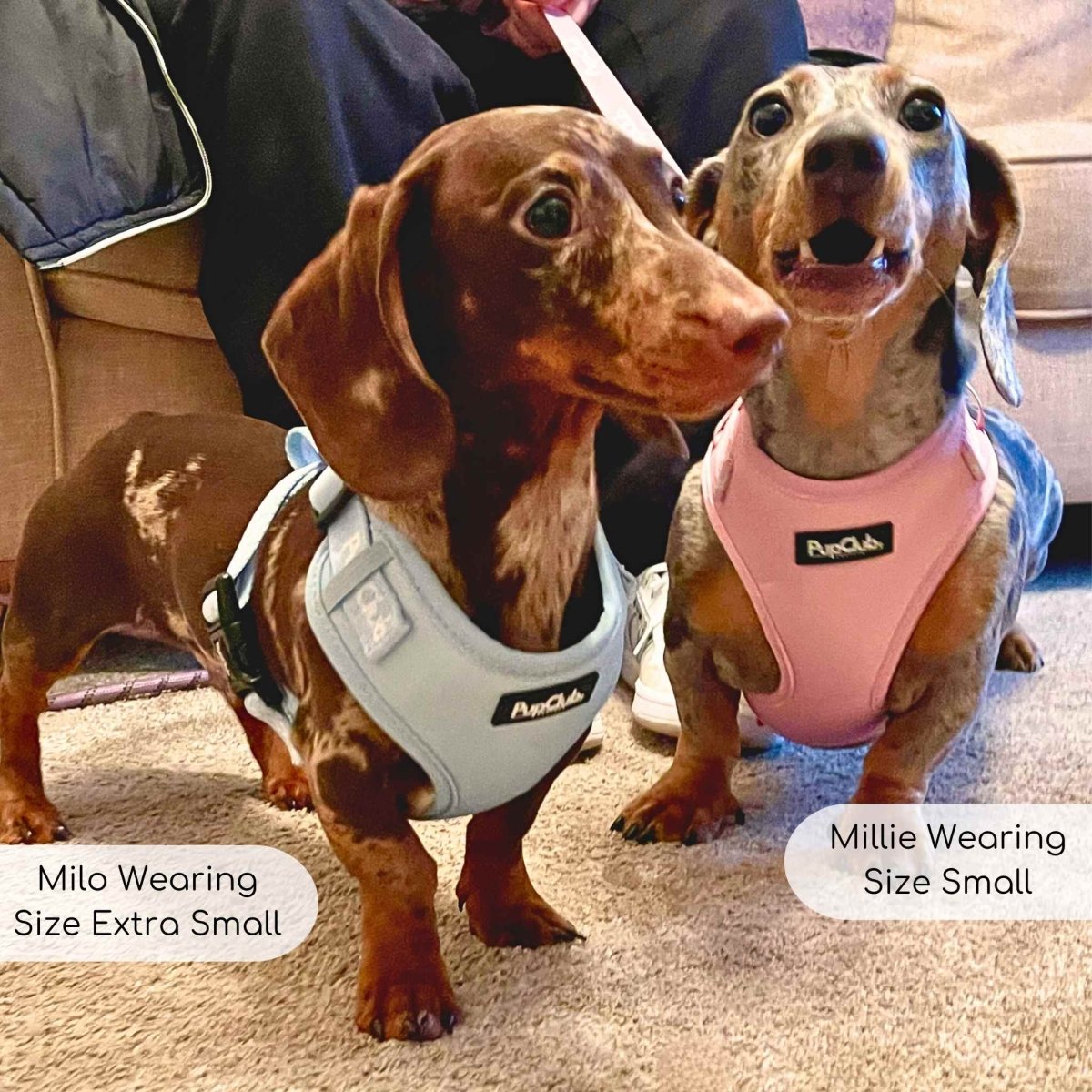 Pastel Blue Adjustable Dog Harness