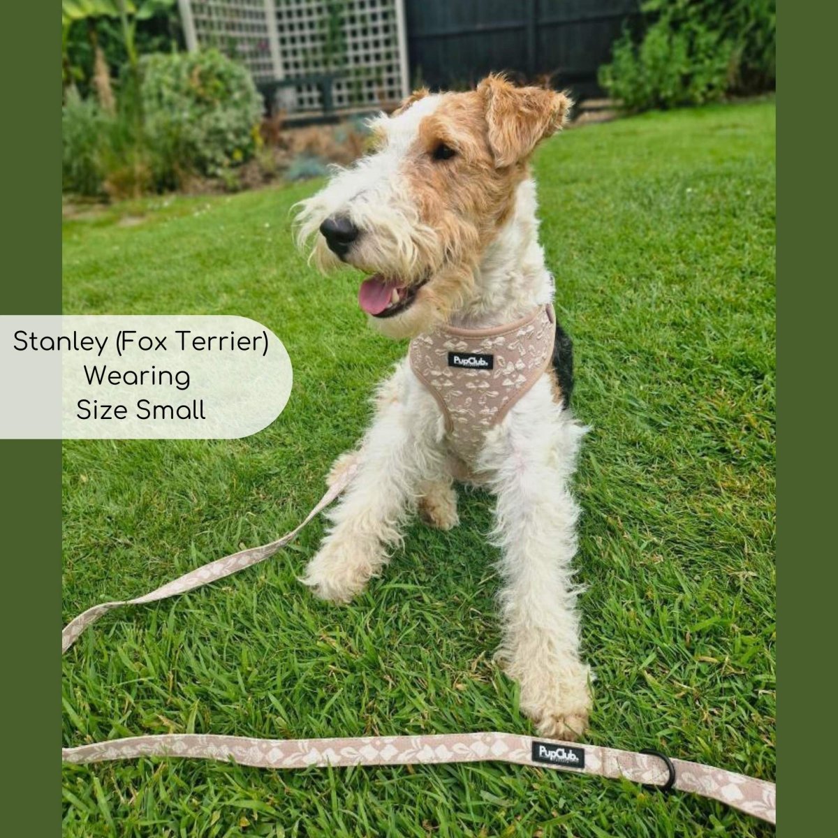 Toffee Latte Petals Adjustable Dog Harness