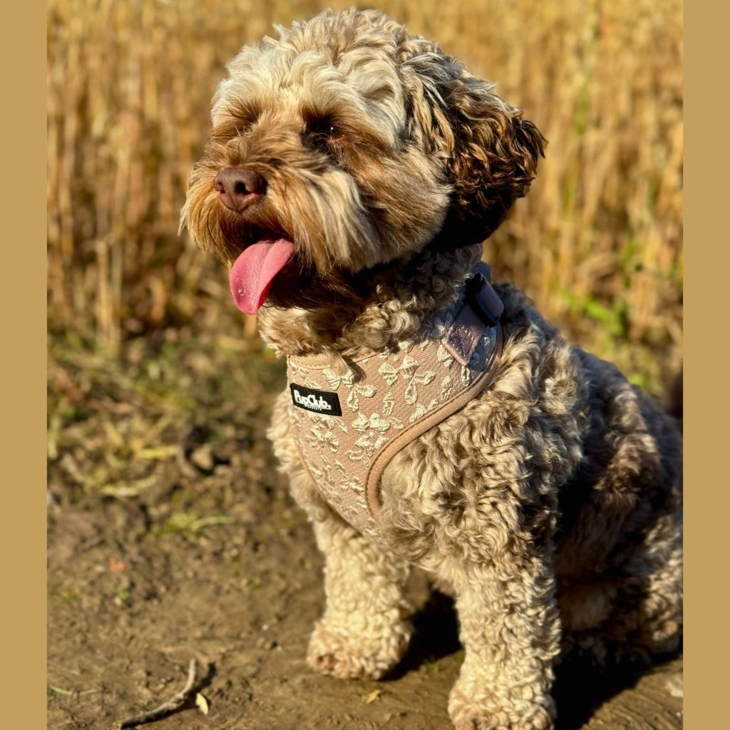 Toffee Latte Petals Adjustable Dog Harness