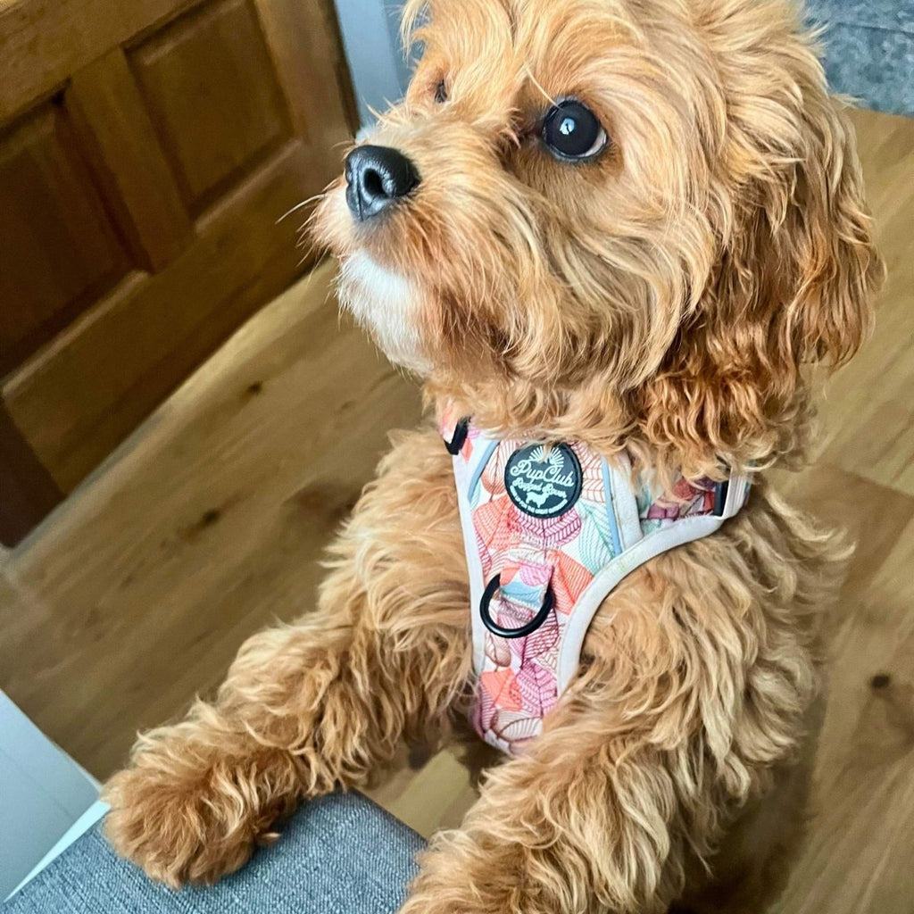Autumn Breeze Adjustable Dog Harness