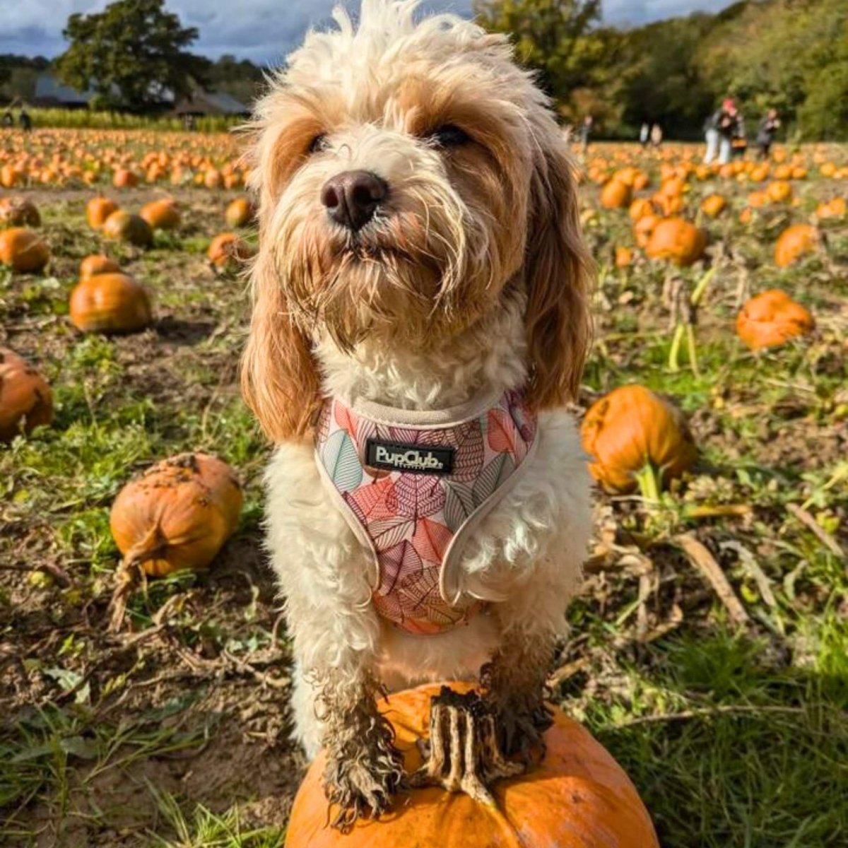 Autumn Breeze Adjustable Dog Harness