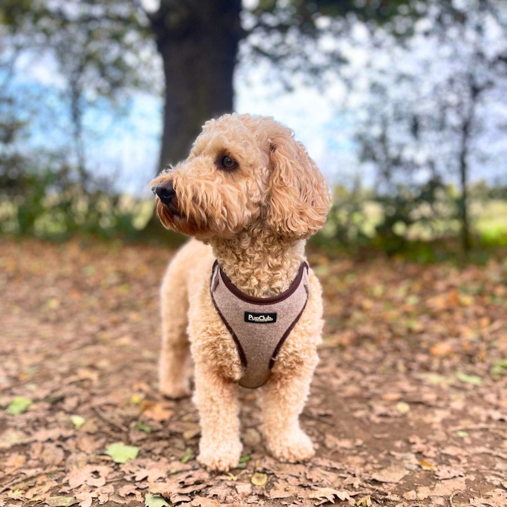 Tweed Adjustable Harness in Brown