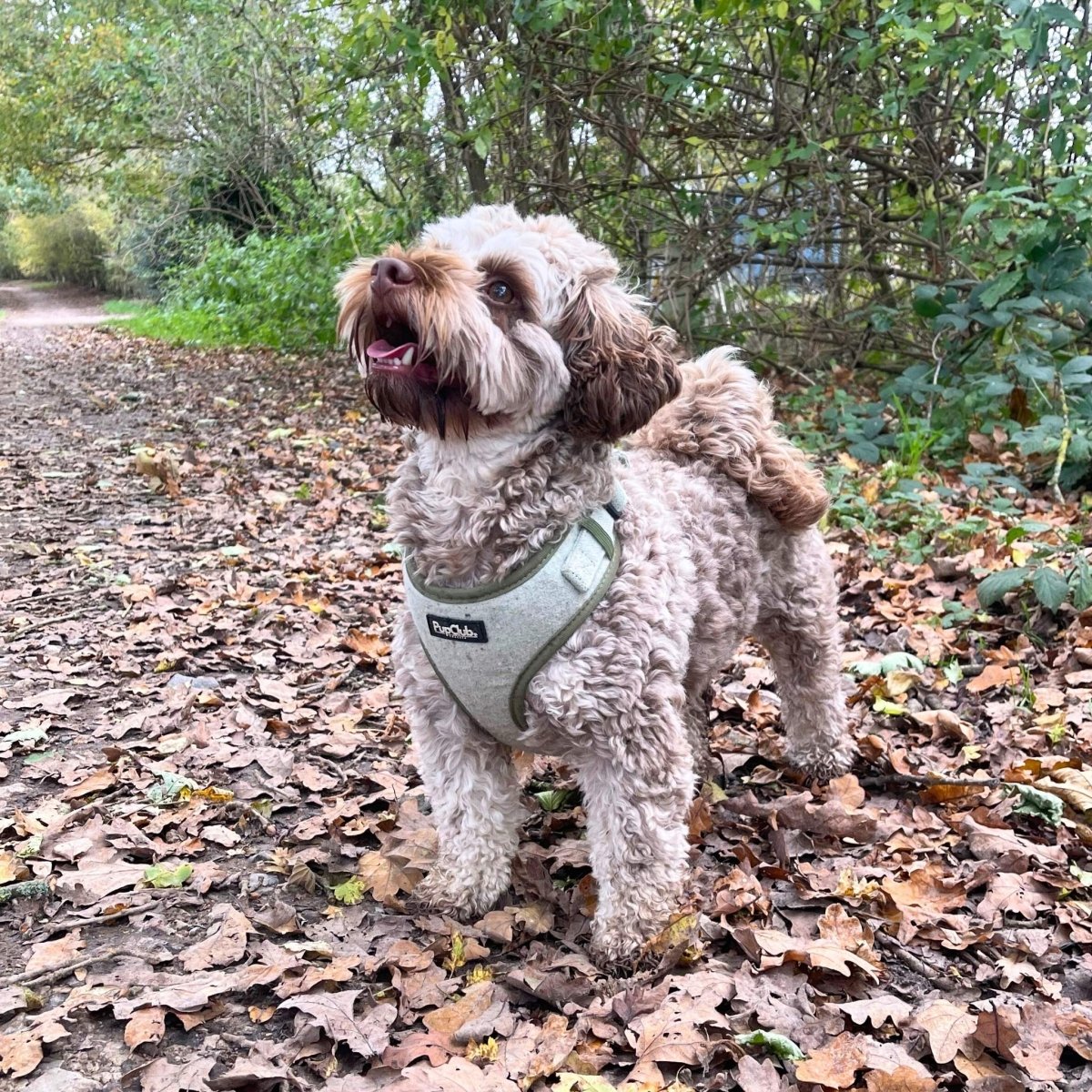 Tweed Adjustable Harness in Sage