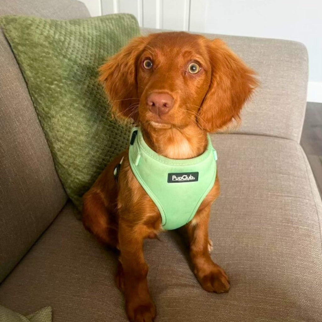 Adjustable Harness in Pastel Mint Green