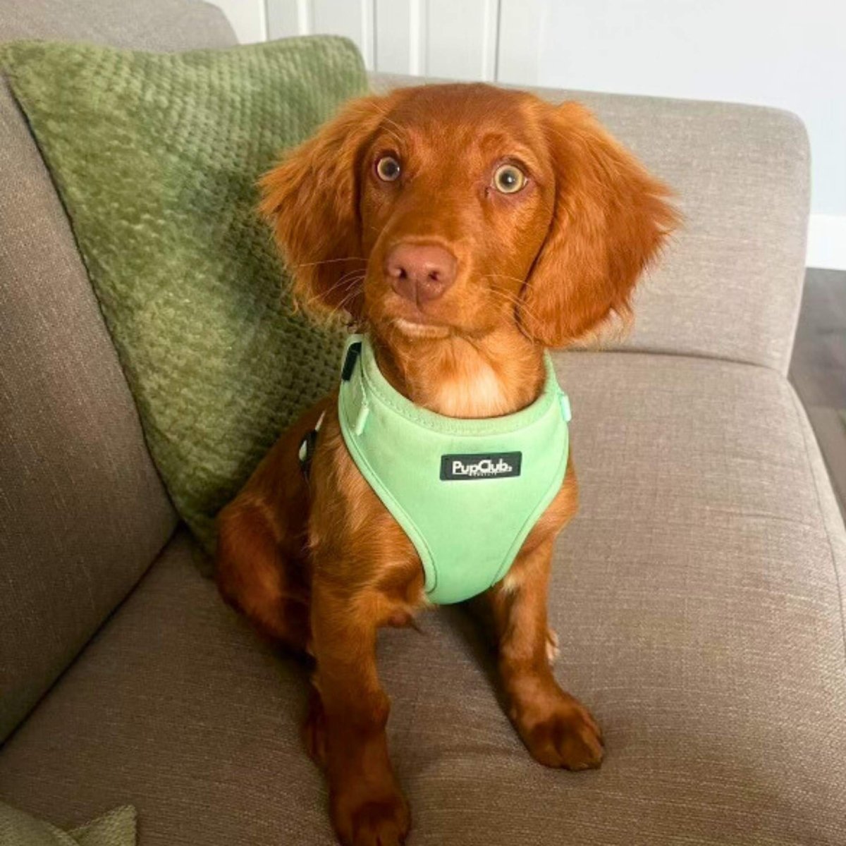 Adjustable Harness in Pastel Mint Green