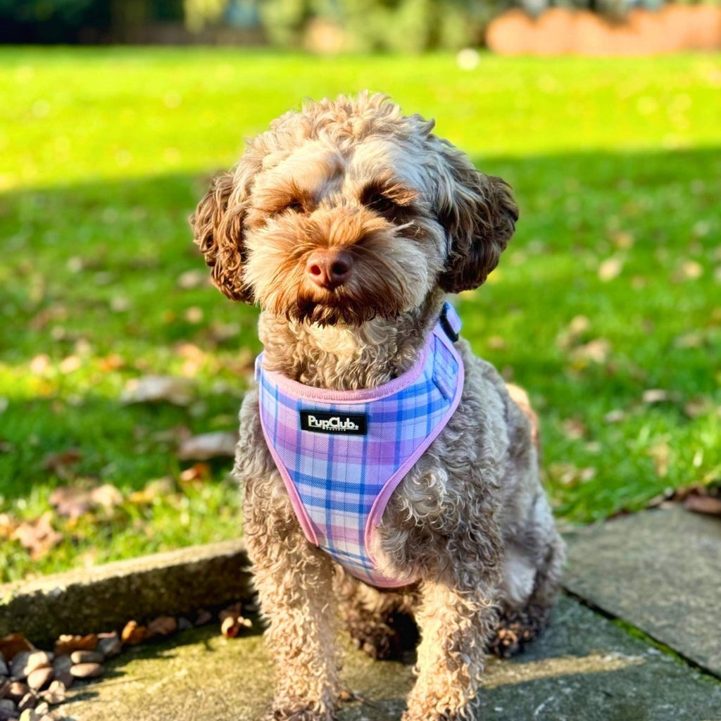 Pink Tartan Adjustable Dog Harness