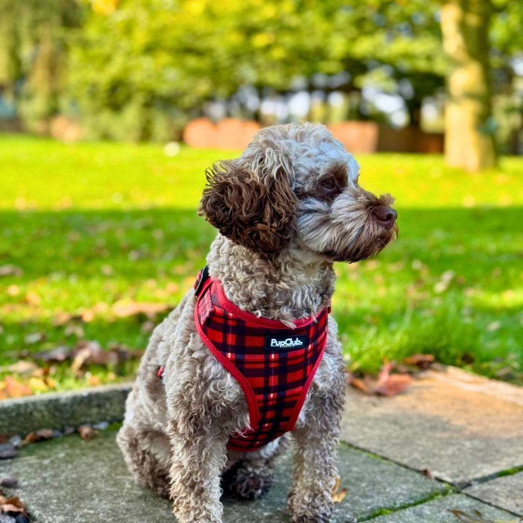 Red Tartan Adjustable Dog Harness