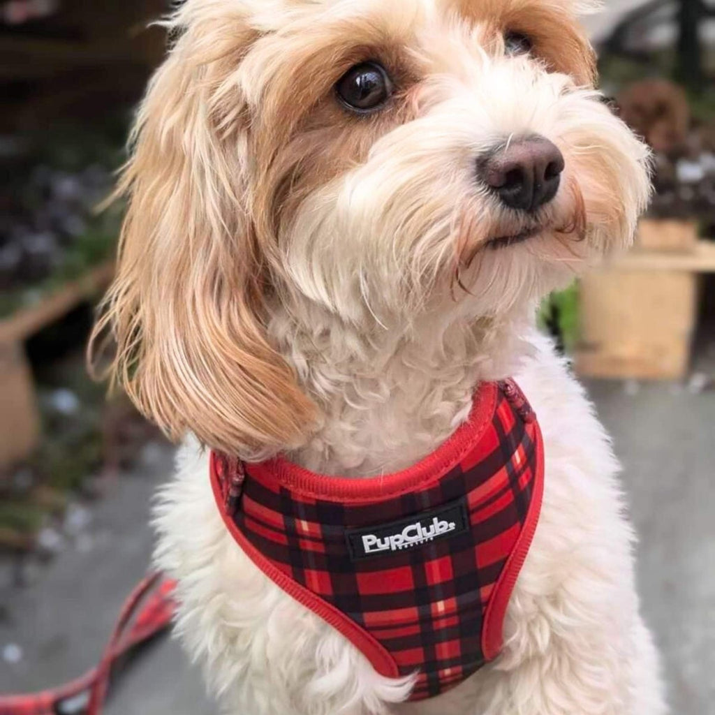 Red Tartan Adjustable Dog Harness