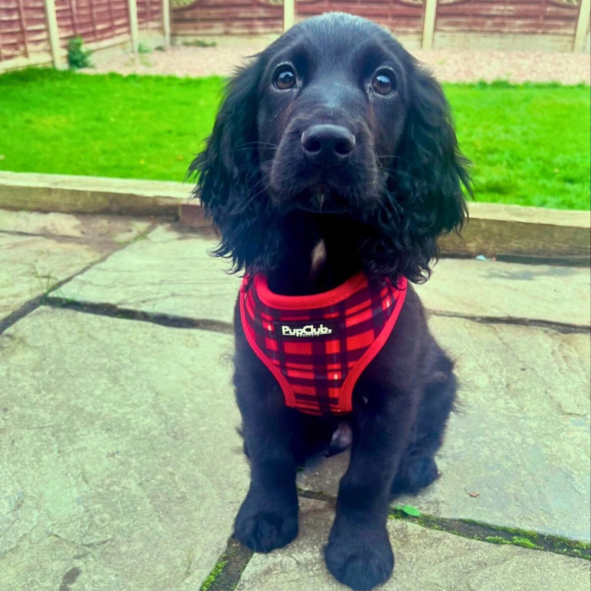 Red Tartan Adjustable Dog Harness
