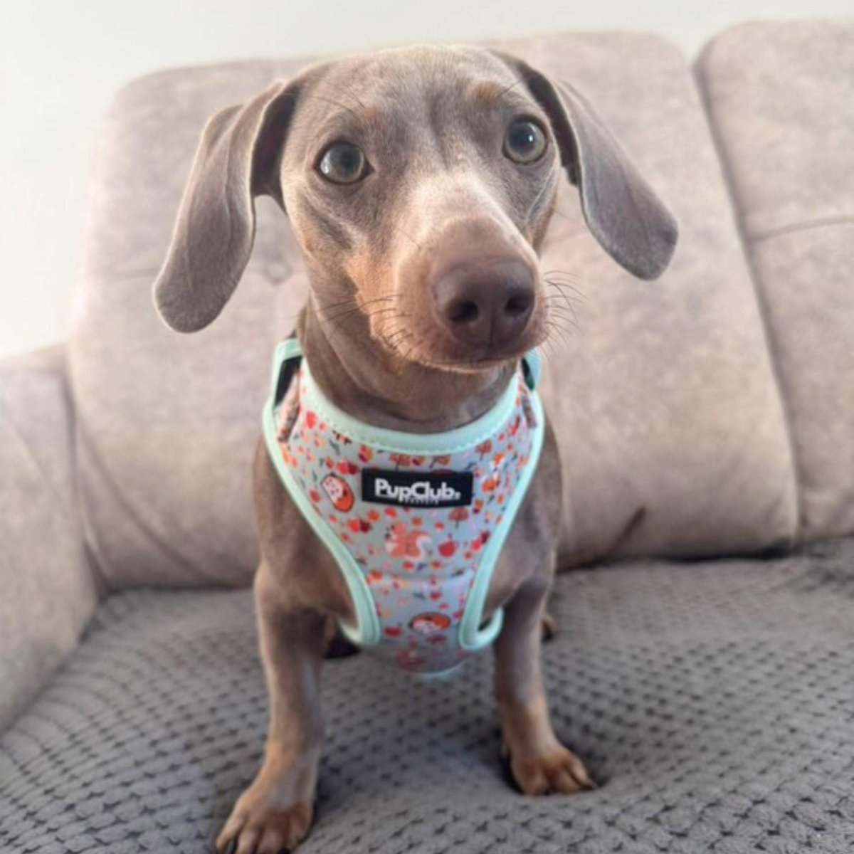 Woodland Friends Adjustable Dog Harness