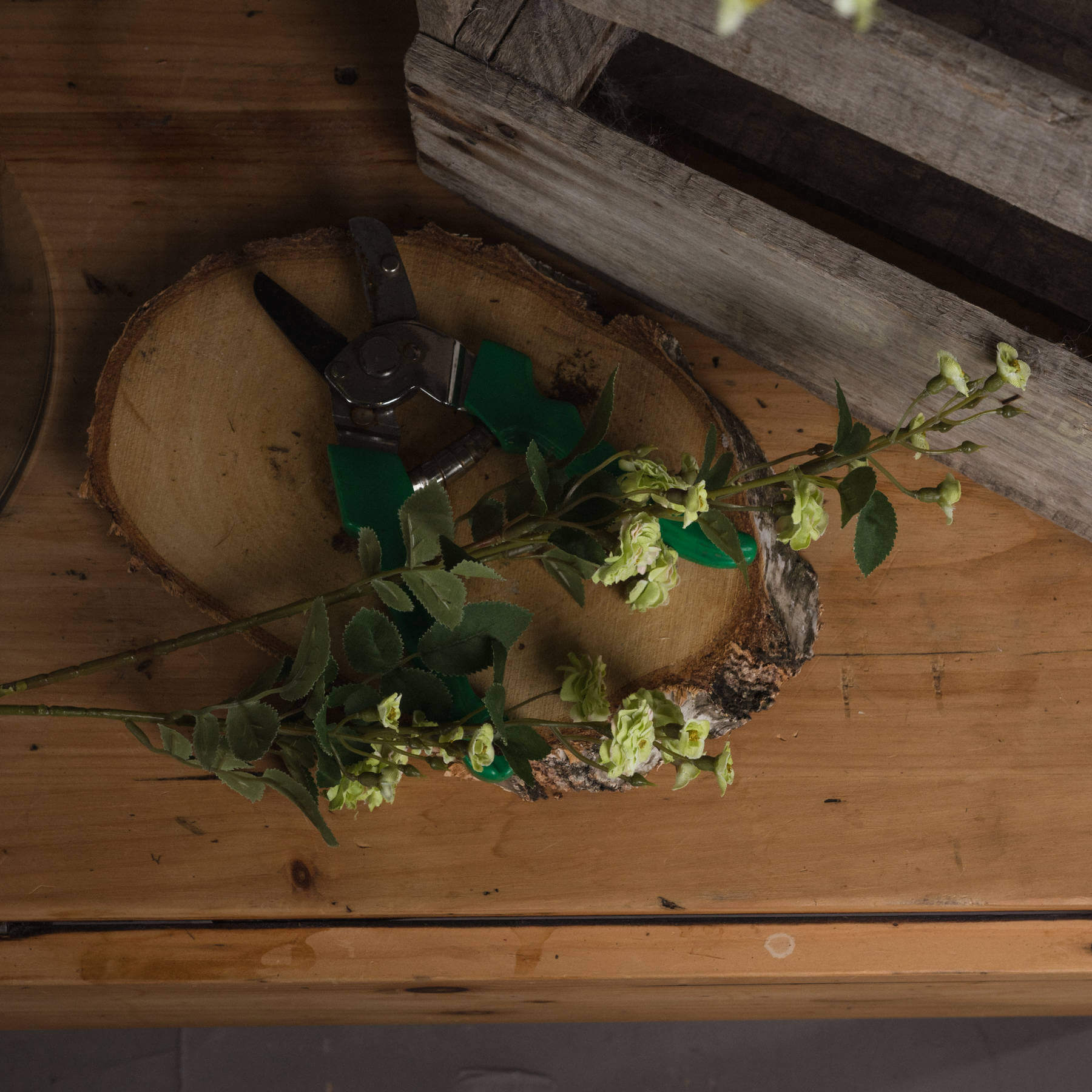 a soft-focused wild green meadow rose faux stem in warm, gentle light