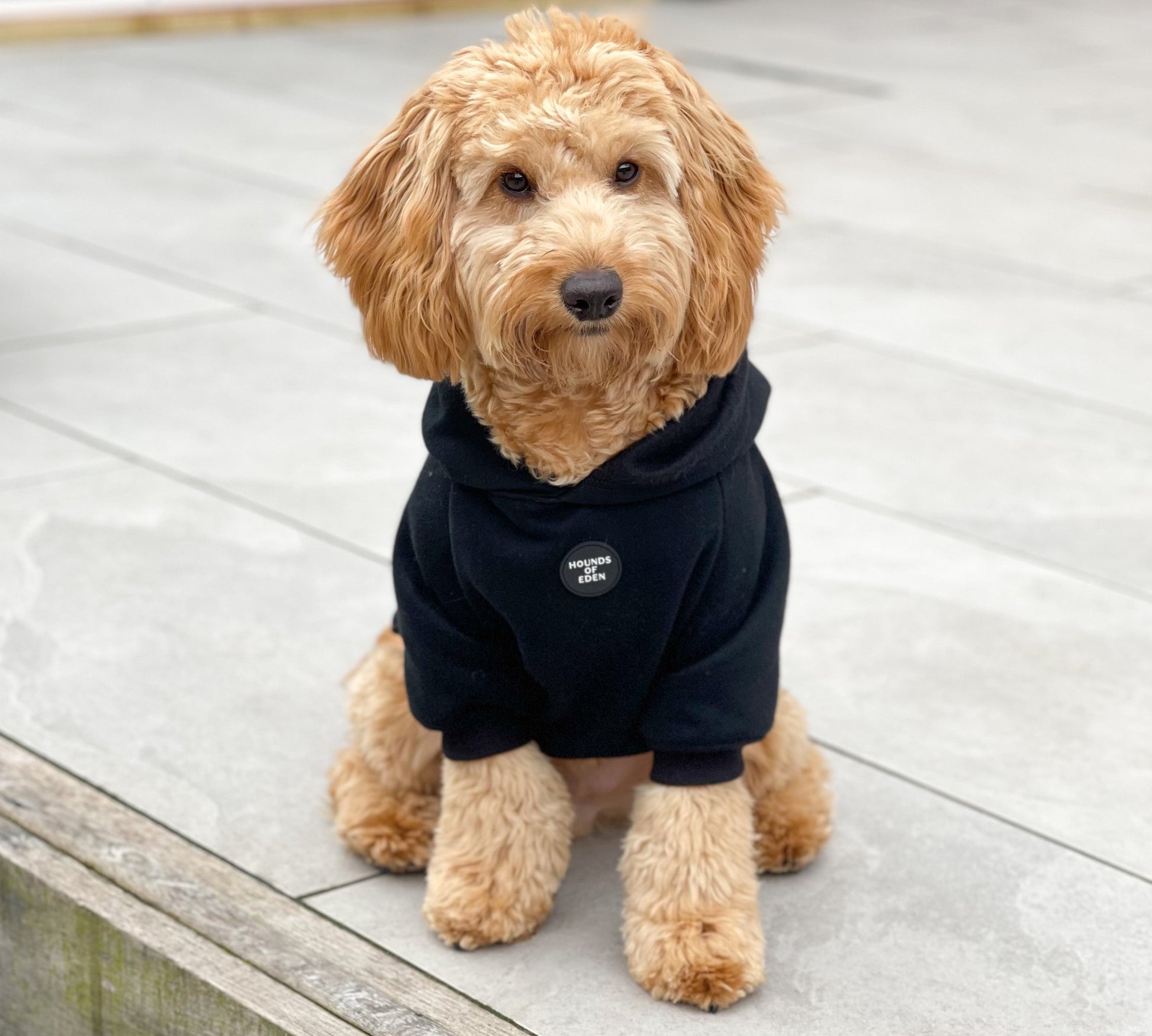 Dog Hoodie - Brown