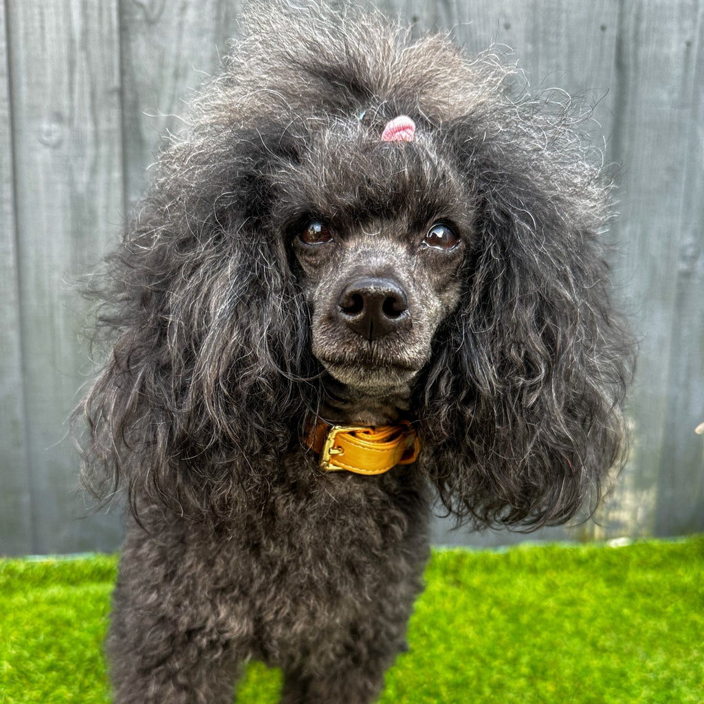Vegan Leather Dog Collar in Camel with Gold Buckle