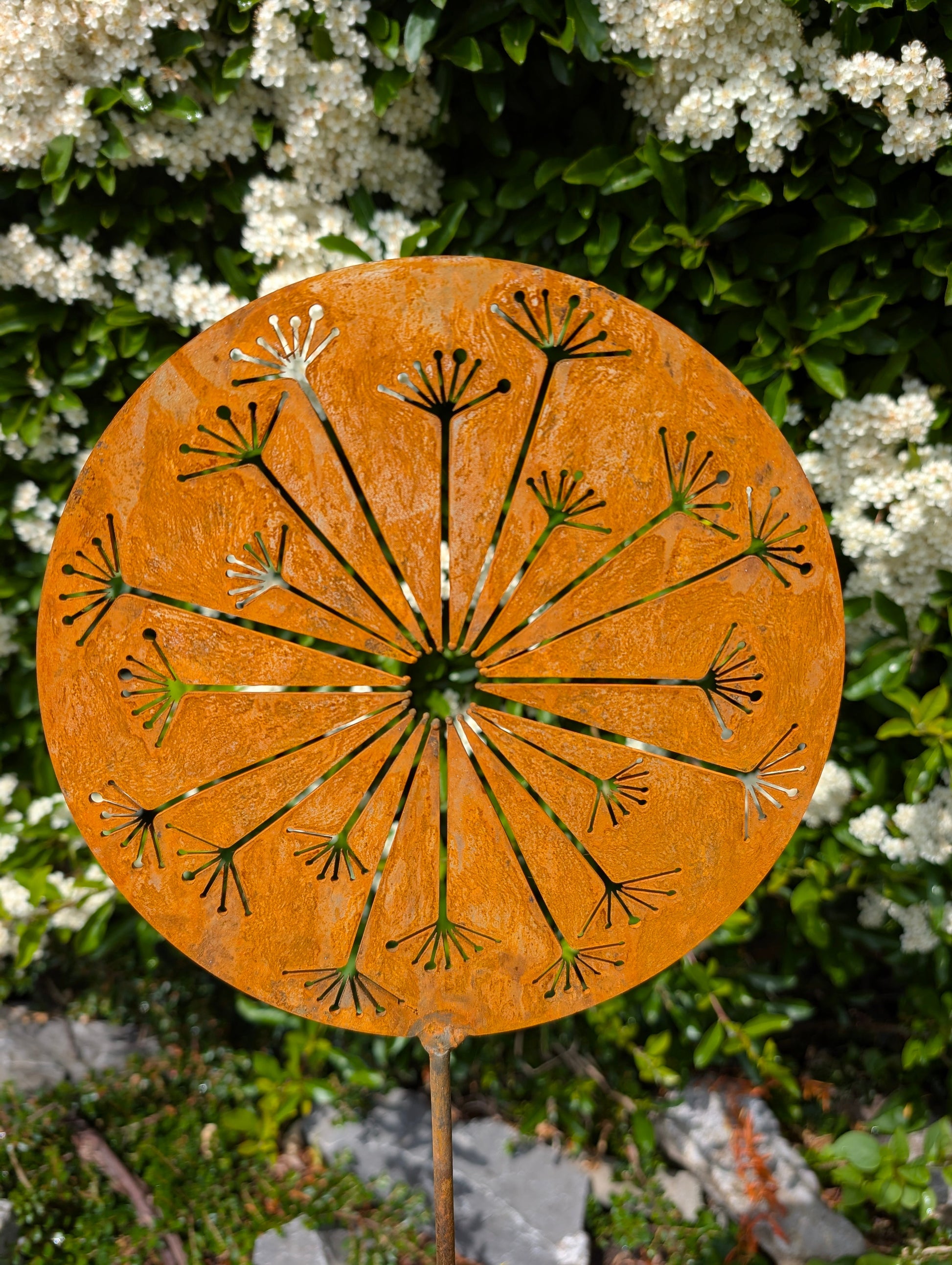 Allium Burst