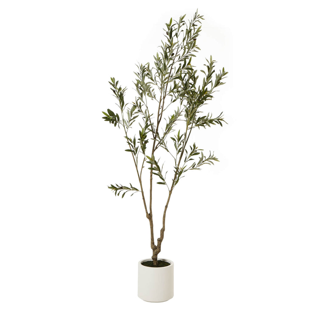 210cm lifelike Apulia olive tree in white pot with silvery-green leaves and textured brown trunk by Sostter at brixbailey.com