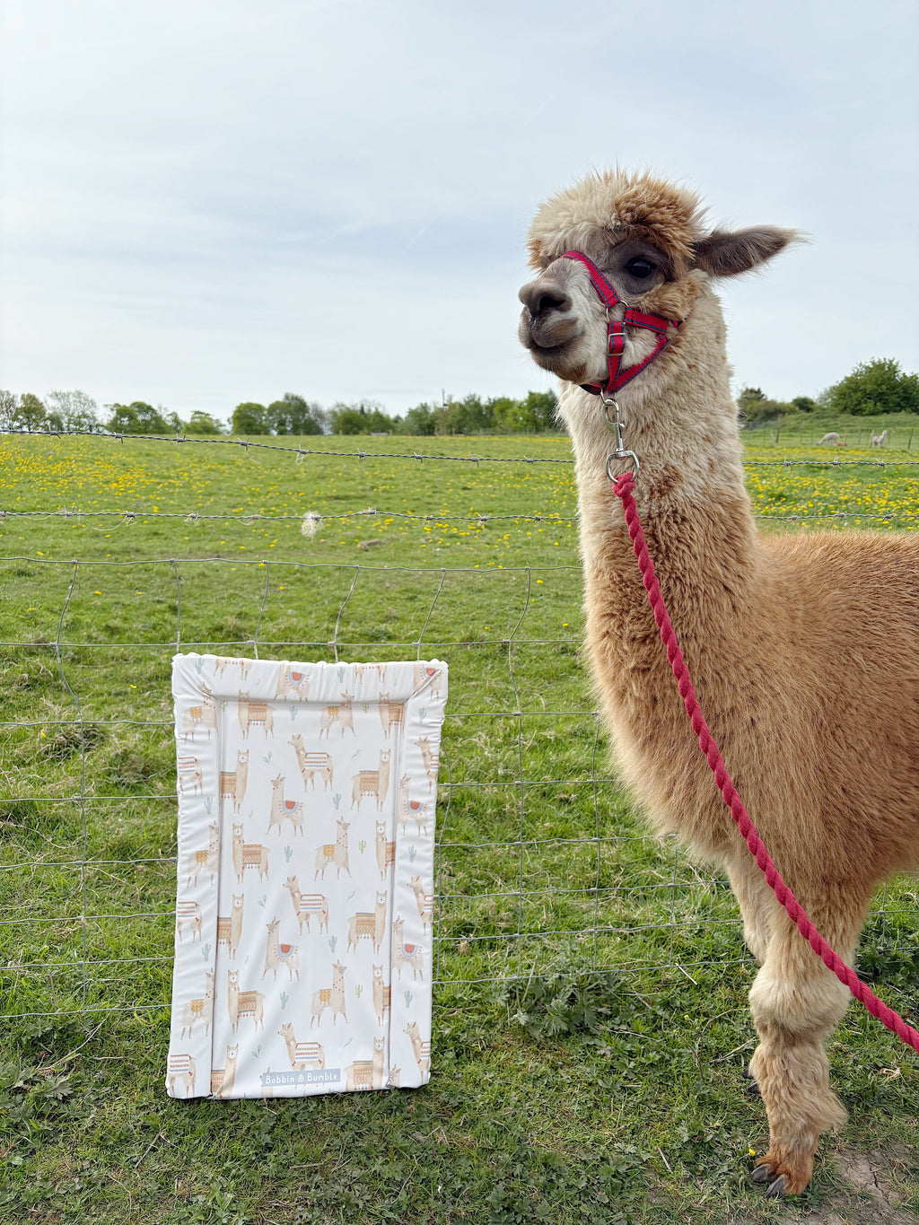 Standard Changing Mat - Alpacas