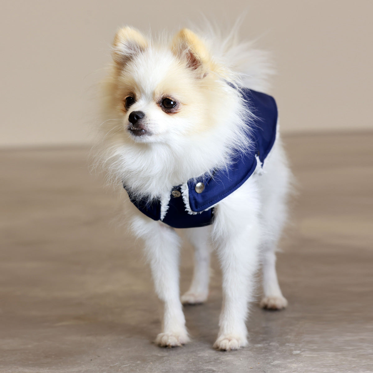 Blue and Ivory Teddy Bear Waterproof Dog Jacket