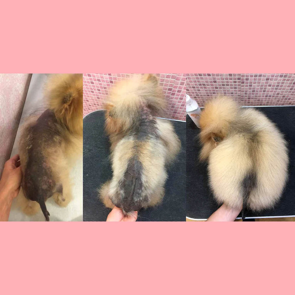 Pomeranian Beauty Recovery Alopecia Pack with 30ml Elixir