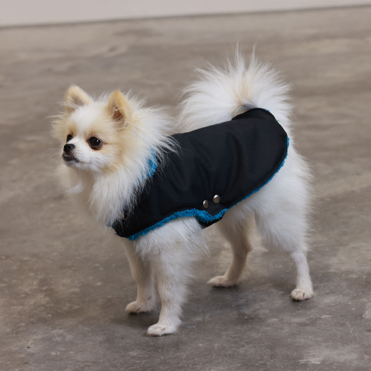 Black and Teal Teddy Bear Waterproof Dog Jacket