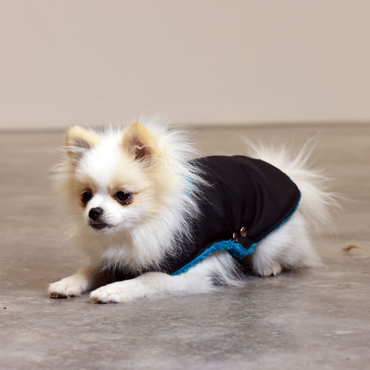 Black and Teal Teddy Bear Waterproof Dog Jacket