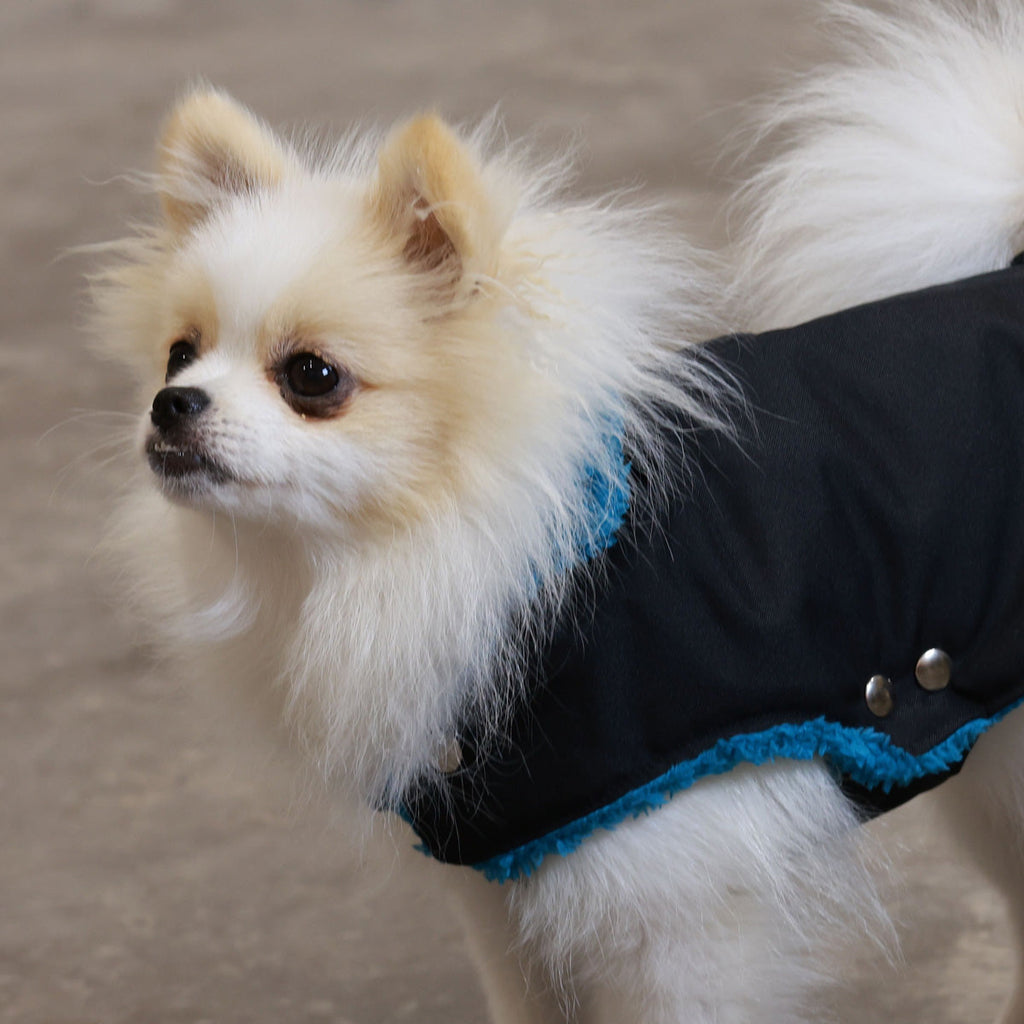 Black and Teal Teddy Bear Waterproof Dog Jacket