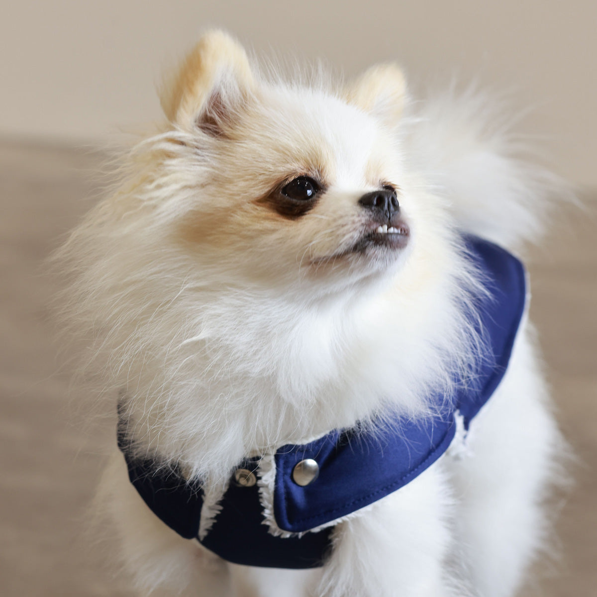 Blue and Ivory Teddy Bear Waterproof Dog Jacket