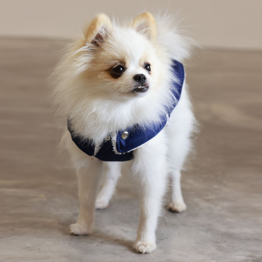 Blue and Ivory Teddy Bear Waterproof Dog Jacket