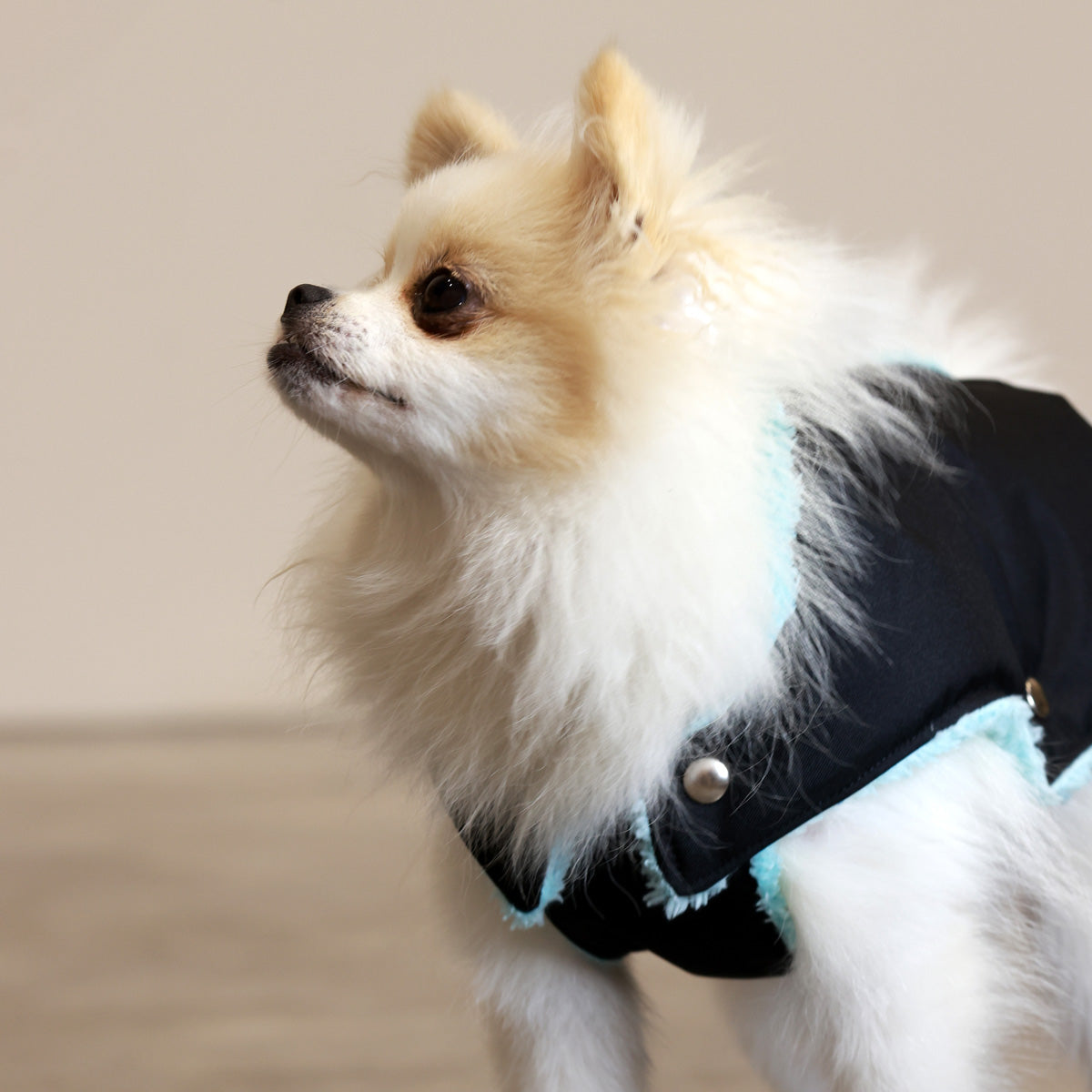 Black and Mint Teddy Bear Waterproof Dog Jacket