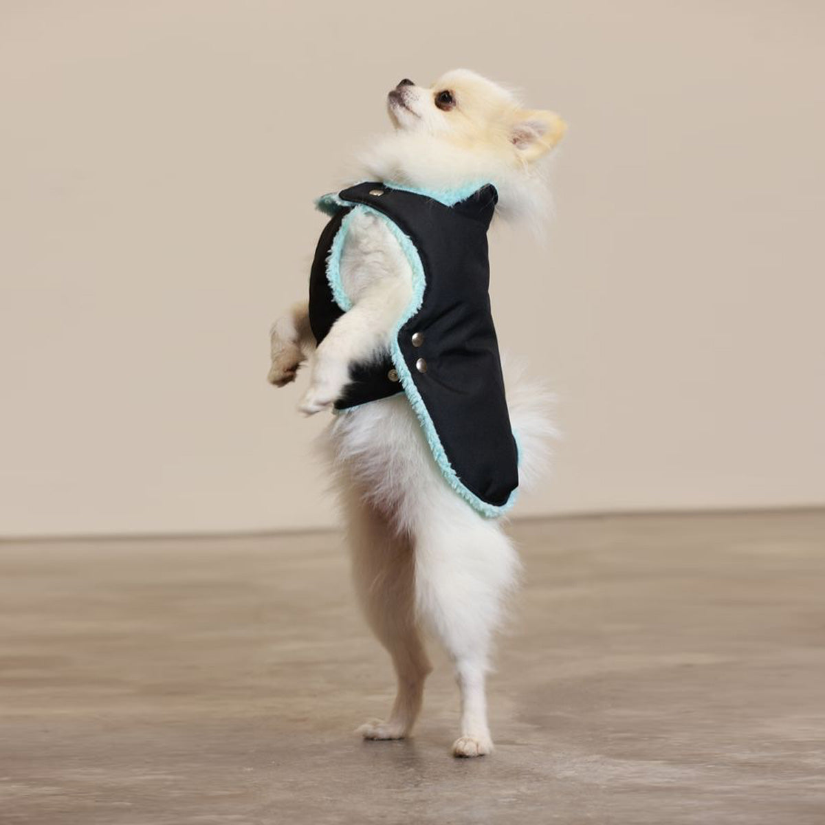 Black and Mint Teddy Bear Waterproof Dog Jacket