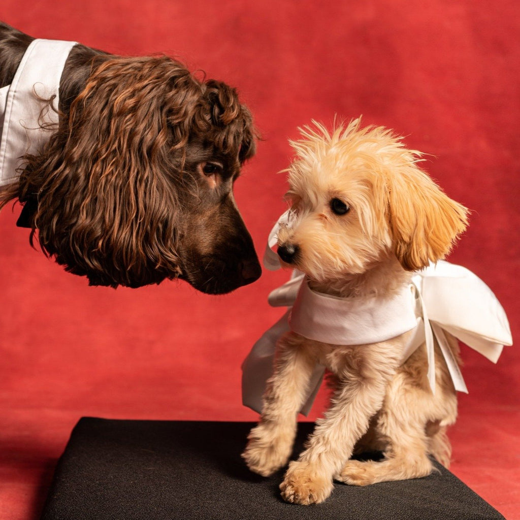 White Bowknot Dress with Puff Hem