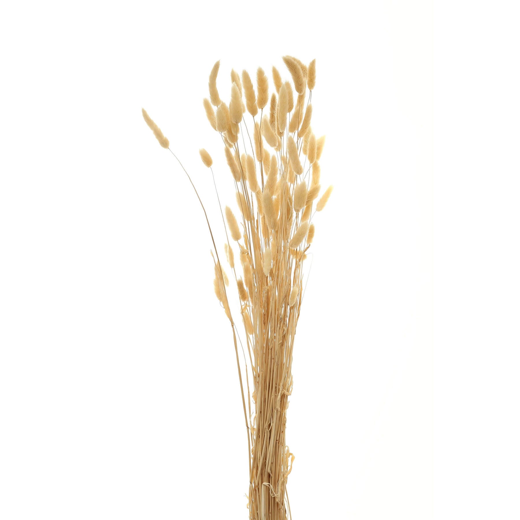Fluffy white dried bunny tail stems, 76 cm tall, adding natural texture and neutral elegance to home decor.  by Sostter at brixbailey.com