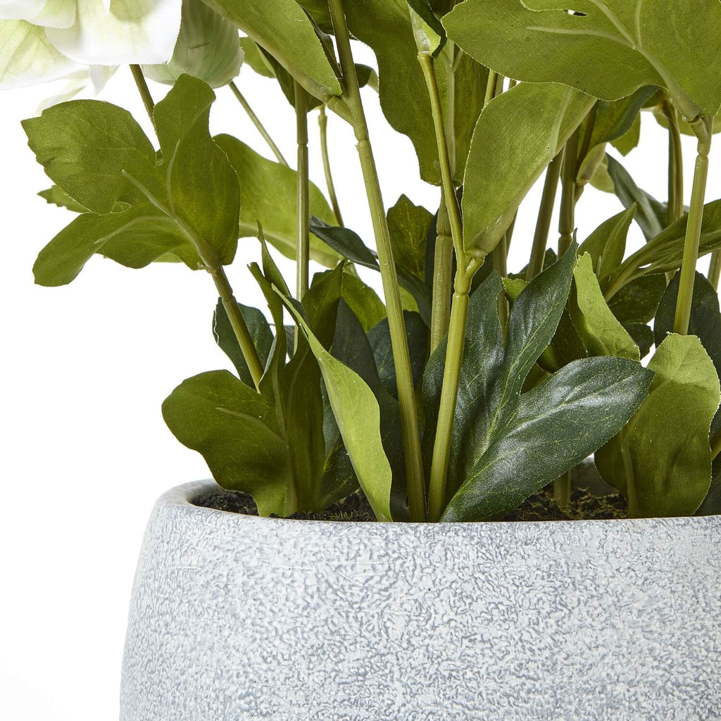 Lifelike faux Hellebore plant with white blooms in grey ceramic pot, perfect for home decor by sostter at brixbailey.com