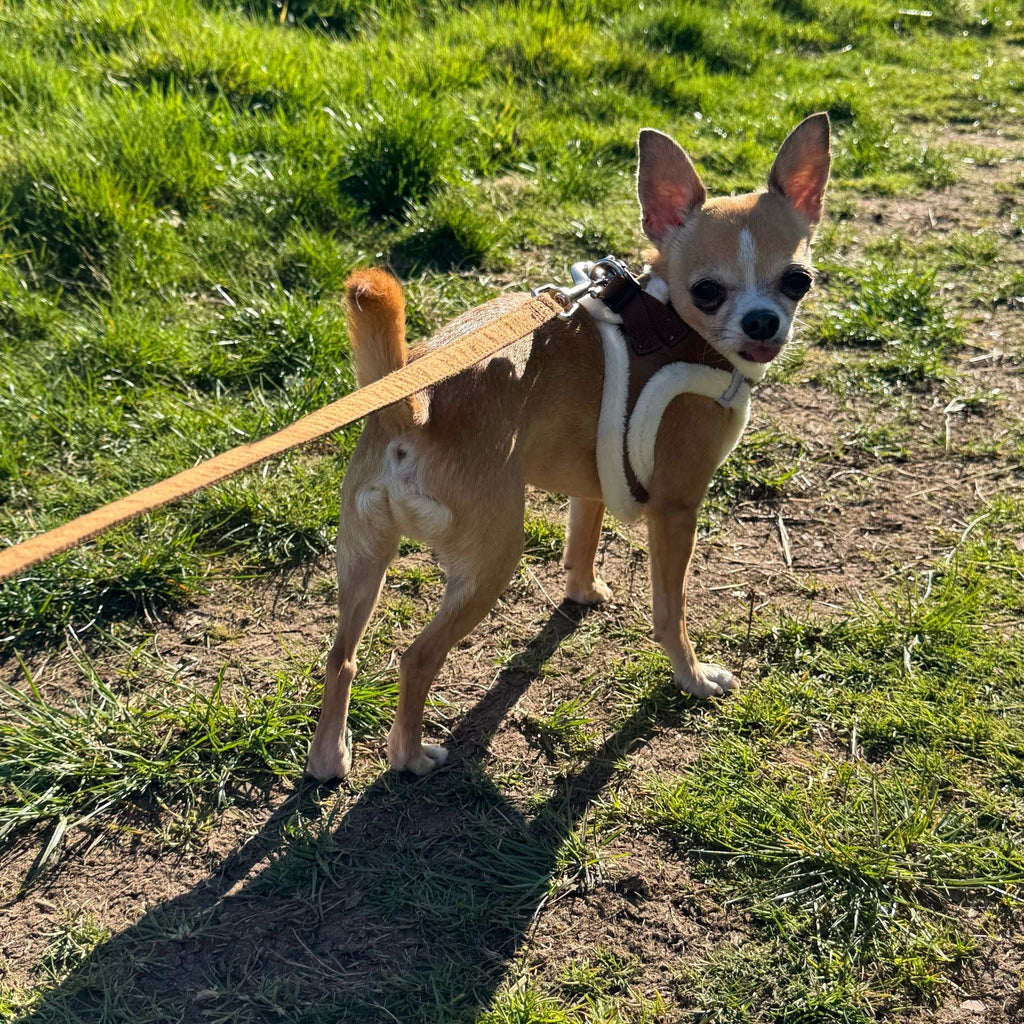 Mocha Suede Effect Dog Lead 15mm with Neoprene Handle