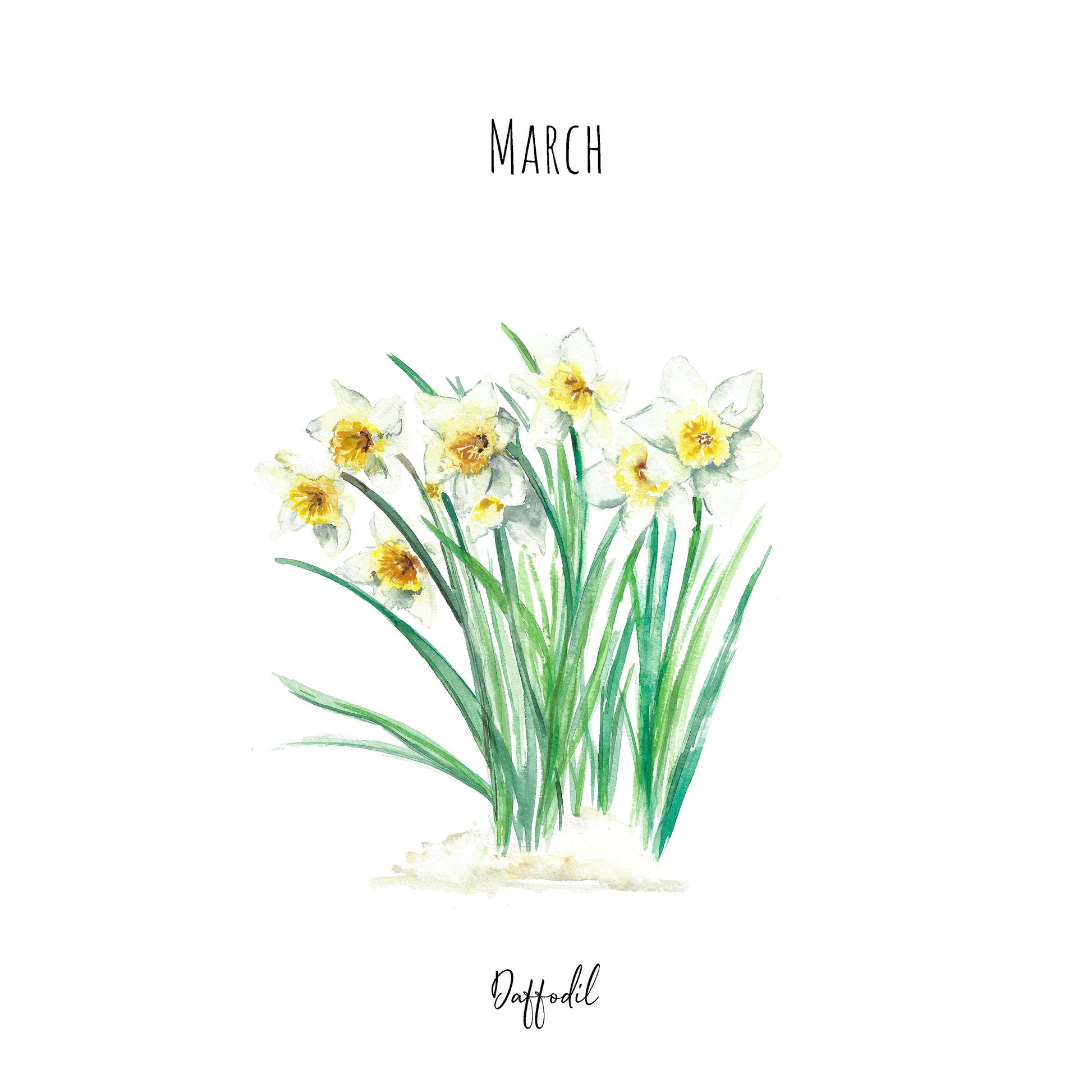 Daffodils March Birth Flower Watercolour Fine Art Print