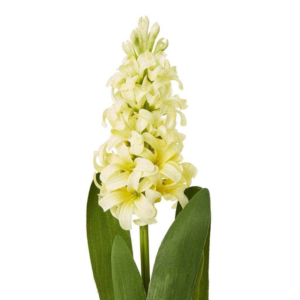 a soft golden yellow hyacinth stem glowing in warm morning light, perfect for a comforting bedside table