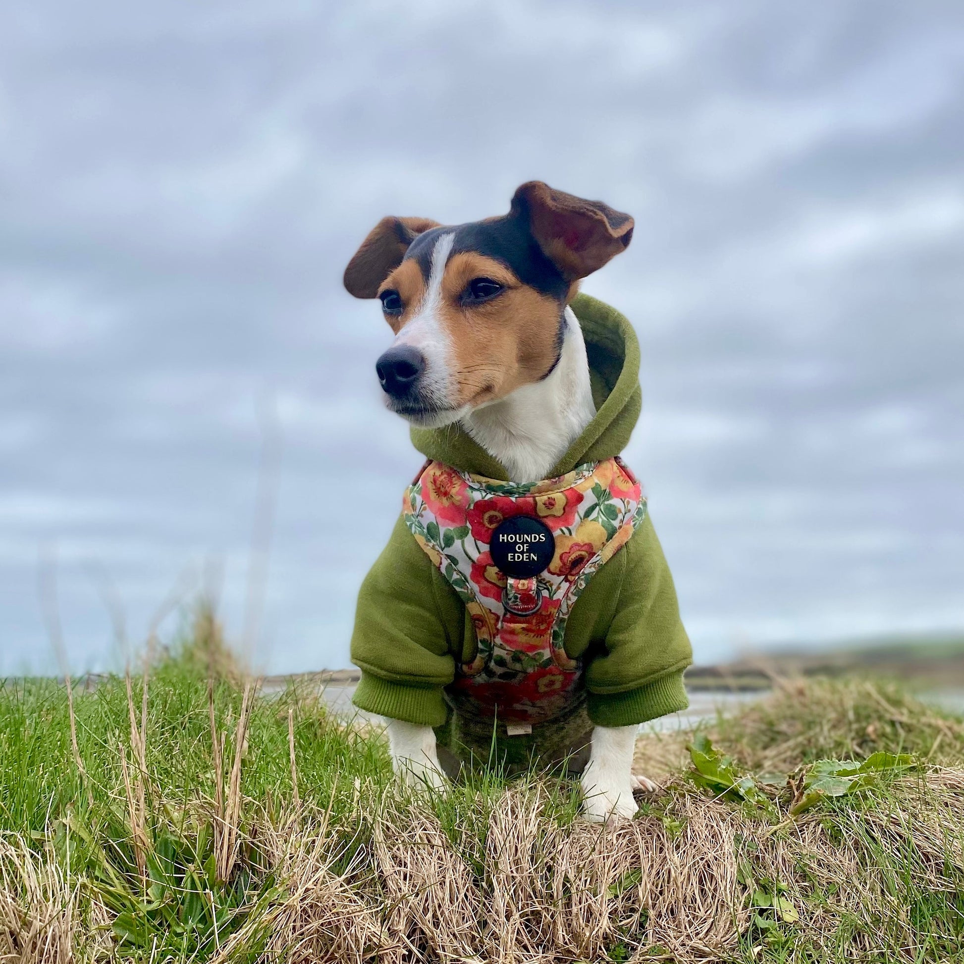 Dog Hoodie - Black