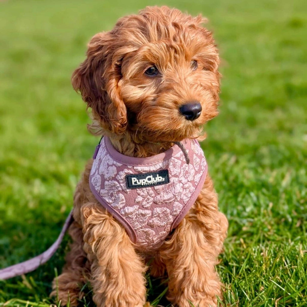 Mocha Petals Adjustable Dog Harness