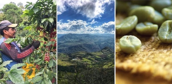 Root Roast Light Filter Coffee Beans