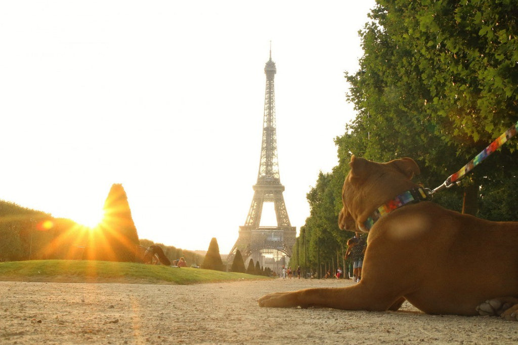 close-up of a durable matte black dog collar with a gleaming metal buckle and envelope stitching