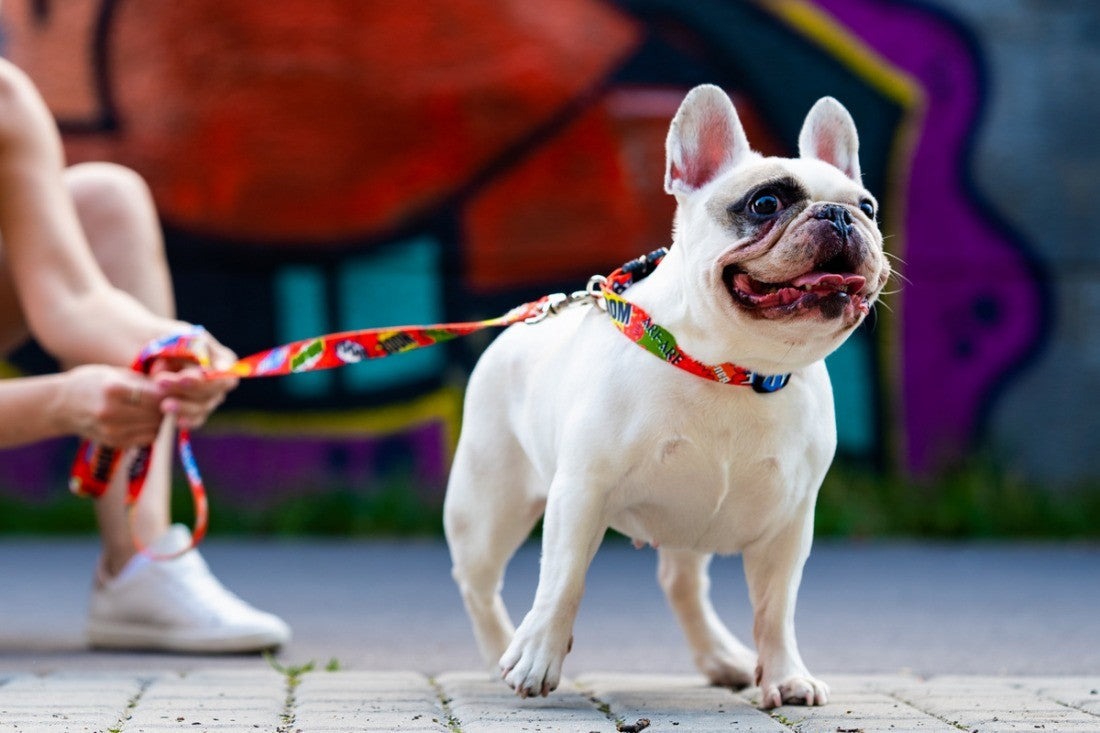 a close-up of the red graffiti dog collar's metal buckle and durable stitching