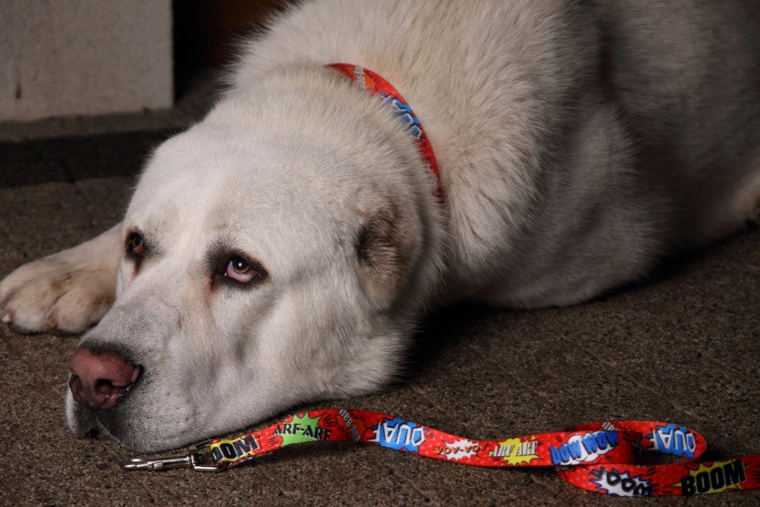 close-up of a red graffiti dog collar with a shiny metal buckle and strong stitching