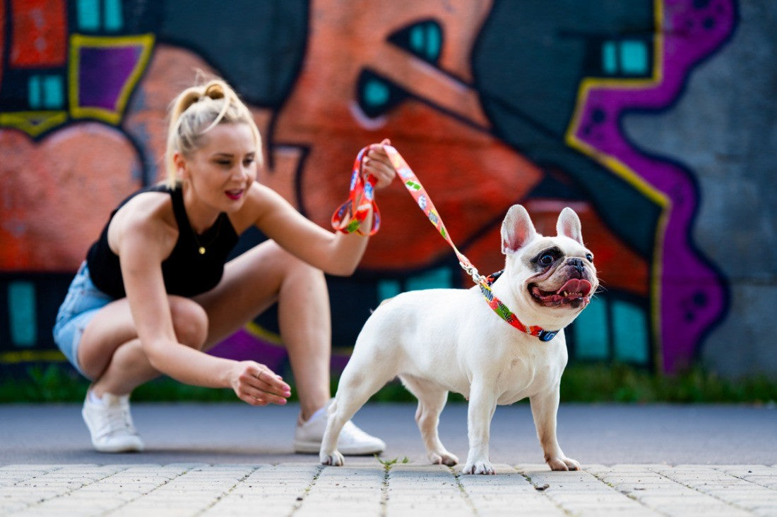 playful red graffiti dog collar with a shiny nickel buckle on a vibrant background