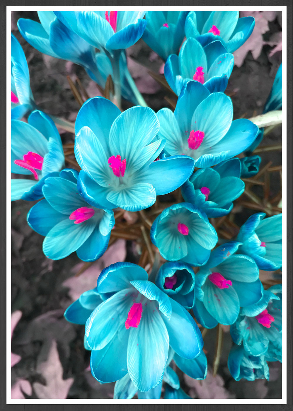 Blue Crocus Flower Art Print