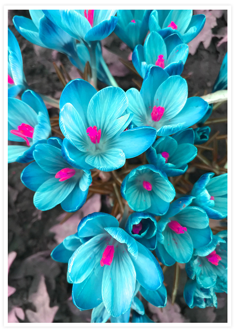 Blue Crocus Flower Art Print